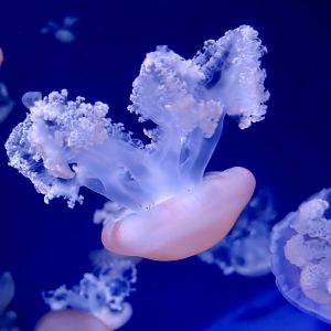 Marbled Jelly (Lychnorhiza lucerna)