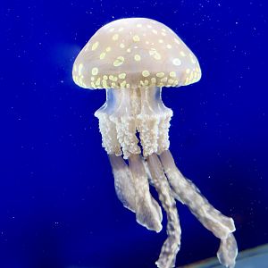 Golden Medusa (Mastigias albipunctata)