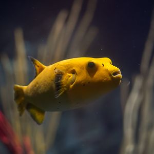 Dog Face Puffer (yellow form)