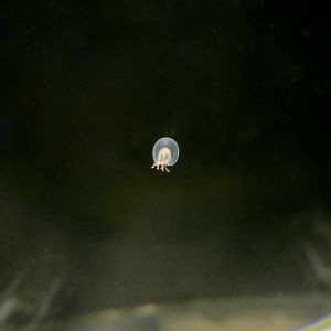 Octorhopalona saltatrix, a hydrozoan jellyfish described in 2022