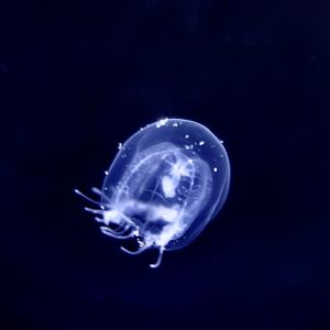 Polyorchis karafutoensis, a coastal hydrozoan jellyfish