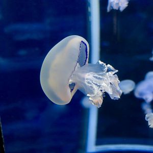 Barrel Jellyfish (Rhizostoma pulmo)