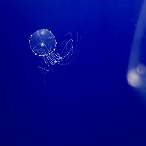 Elegant Jellyfish (Tima nigroannulata) described in 2021