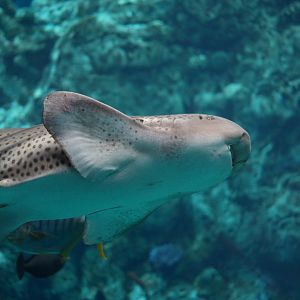 Zebra Shark