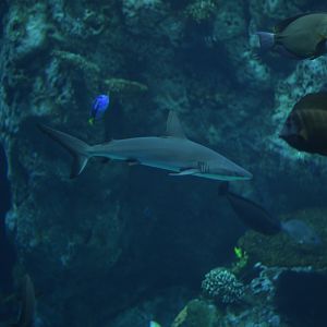 Grey Reef Shark