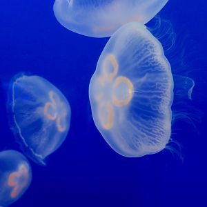Asian Moon Jelly (Aurelia coerulea)