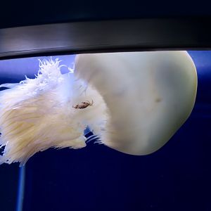 Flame Jellyfish (Rhopilema esculentum) ridden by a crab