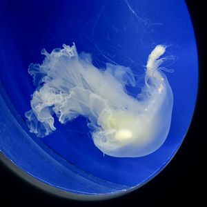 Fried Egg Jellyfish (Phacellophora camtschatica)