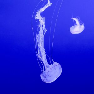 Purple-Striped Sea Nettle (Chrysaora colorata)