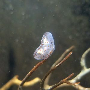 Imperial Heart-Shaped Comb Jelly (Lyrocteis imperatoris)