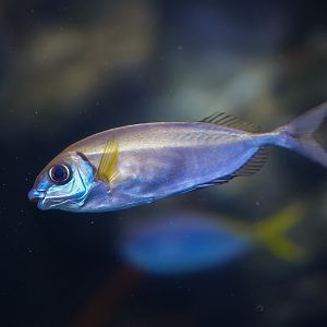 Stream Lined Spinefoot