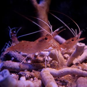 Botan Shrimp (Pandalus nipponensis)