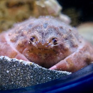 Japanese Sponge Crab (Lauridromia dehaani)