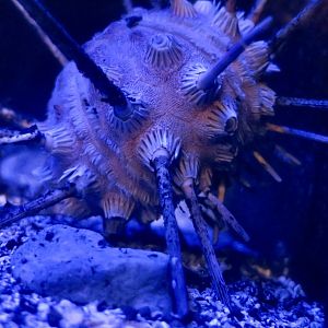 Phalacrocidaris japonica, a deep-sea urchin