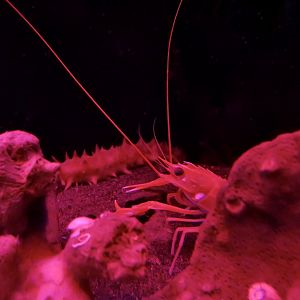 Sculpted Lobster (Metanephrops sagamiensis)