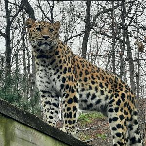 Amur Leopard - Sylas