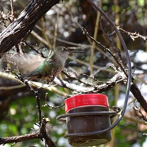 Anna's Hummingbird (Calypte anna)