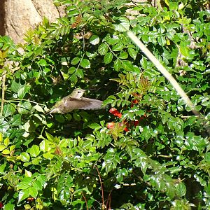 Anna's Hummingbird (Calypte anna) Wild