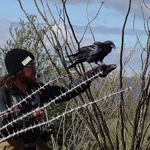Chihuahuan raven (Corvus cryptoleucus)