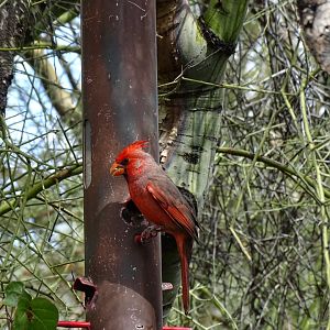 Northern cardinal (Cardinalis cardinalis)