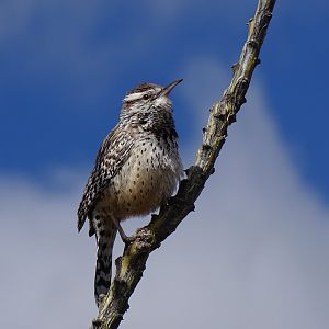 Cactus wren (Campylorhynchus brunneicapillus)