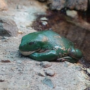 Mexican giant tree frog (Agalychnis dacnicolor)