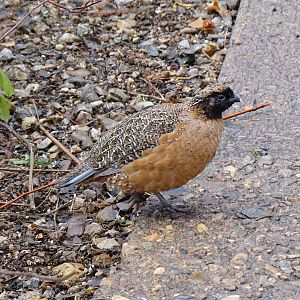 Masked bobwhite quail (Colinus virginianus ridgwayi)