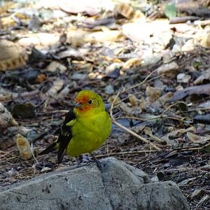 Western tanager (Piranga ludoviciana)