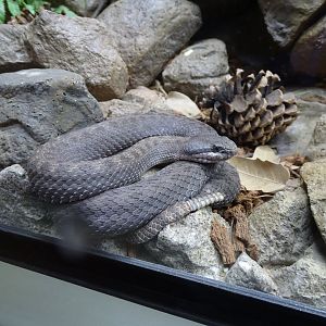 Twin-spotted rattlesnake (Crotalus pricei)