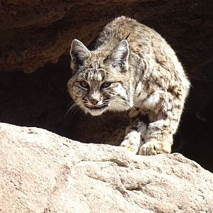Bobcat (Lynx rufus)