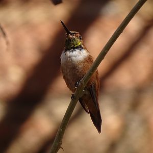Rufous hummingbird (Selasphorus rufus)