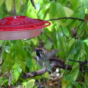 Costa's hummingbird (Calypte costae)