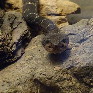 Arizona black rattlesnake (Crotalus cerberus)