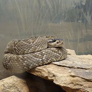 Black-tailed rattlesnake (Crotalus molossus)