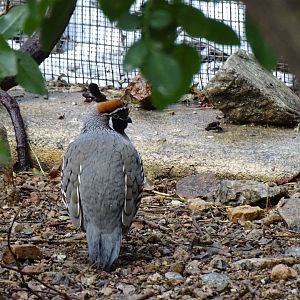Gambel's quail (Callipepla gambelii)