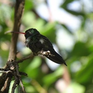 Broad-billed hummingbird (Cynanthus latirostris)