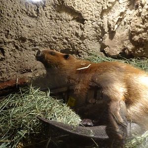 American beaver (Castor canadensis)