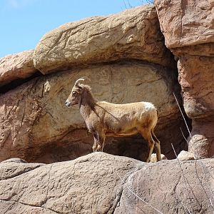 Desert bighorn sheep (Ovis canadensis nelsoni)