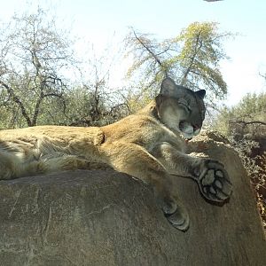 Cougar (Puma concolor)