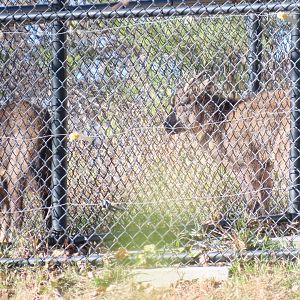 Chinese Gorals (Naemorhedus griseus)