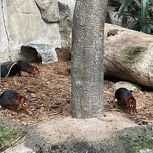 Black-and-rufous Sengi (Rhynchocyon petersi)