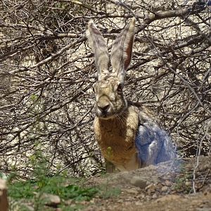 Antelope jackrabbit (Lepus alleni)
