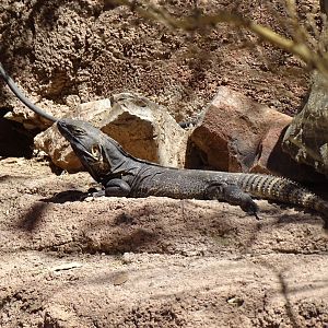San Esteban Spiny-tailed iguana (Ctenosaura hemilopha)