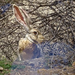 Antelope jackrabbit (Lepus alleni)