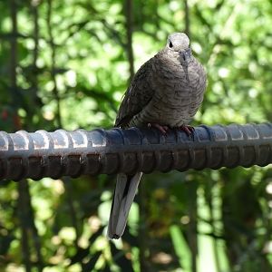 Inca dove (Columbina inca)