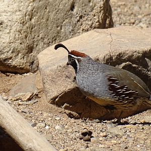 Gambel's quail (Callipepla gambelii)