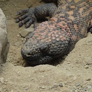 Gila monster (Heloderma suspectum)