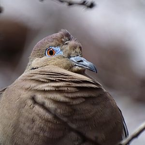 White-winged dove (Zenaida asiatica)