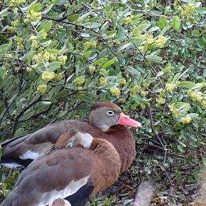Black-bellied whistling duck (Dendrocygna autumnalis)
