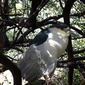 Black-crowned night heron (Nycticorax nycticorax)